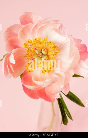 Peonia rosa in vaso di vetro, natura morta floreale primo piano Foto Stock