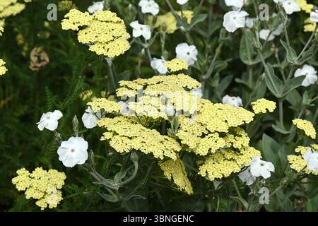 Bella combinazione di panna/giallastro o Achillea millefolium e forma bianca di rosa campion, Silene coronaria 'Alba' UK Garden giugno Foto Stock