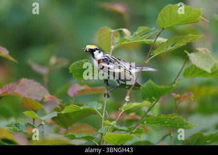 Parula maschile con fianchi di castagno in una mattina di giugno nel Wisconsin settentrionale. Foto Stock