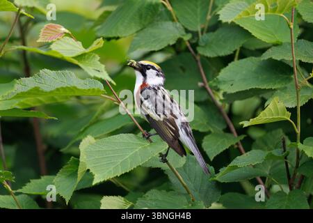 Parula maschile con fianchi di castagno in una mattina di giugno nel Wisconsin settentrionale. Foto Stock