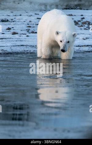 Orso polare in Svalbard Foto Stock