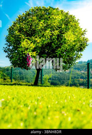 Un'immagine vibrante mostra un lussureggiante albero verde con una sciarpa colorata appesa ai suoi rami, sullo sfondo di un cielo azzurro limpido e di un prato Foto Stock