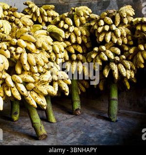 Mazzi di banana freschi impilati per la vendita in un mercato del Bangladesh, appoggiati su pavimenti in cemento contro un muro intemprato. Foto Stock