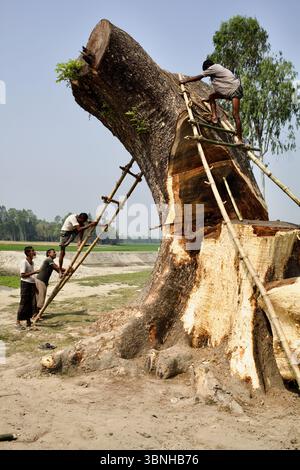 Uomini che tagliano un albero usando asce e impalcature di bambù fatte a mano nel Kurigram rurale, Bangladesh, parte della raccolta di legname su piccola scala. Foto Stock