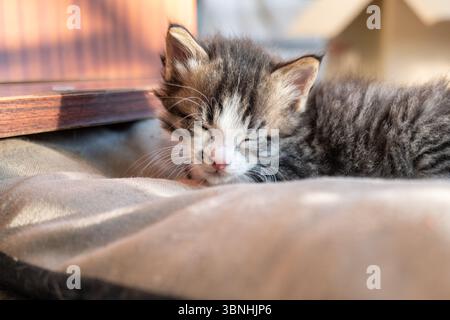 Carino gatto che dorme. ritratto di un gattino in balcone Foto Stock
