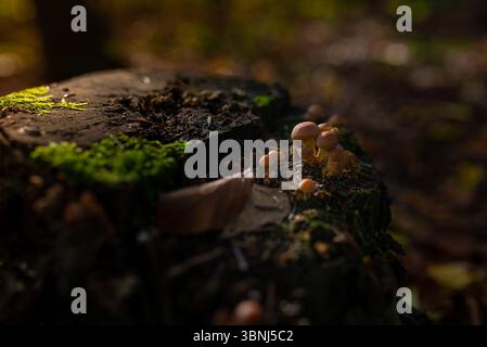 Foto di piccoli e bellissimi funghi che crescono sul vecchio tronco della foresta. Foto Stock