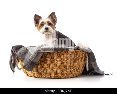 Simpatico cane Biewer Terrier seduto in un letto di vimini su sfondo bianco Foto Stock