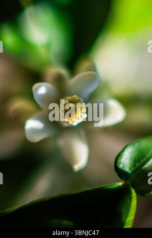 Un primo piano di un delicato fiore bianco con un centro giallo vibrante, circondato da lussureggianti foglie verdi e morbido bokeh Foto Stock