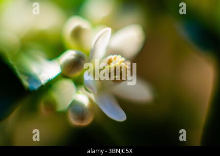 Un primo piano di un delicato fiore bianco con un centro giallo vibrante, circondato da lussureggianti foglie verdi e morbido bokeh Foto Stock