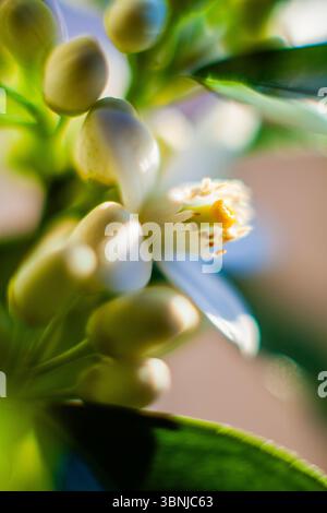 Un primo piano di un delicato fiore bianco con un centro giallo vibrante, circondato da lussureggianti foglie verdi e morbido bokeh Foto Stock
