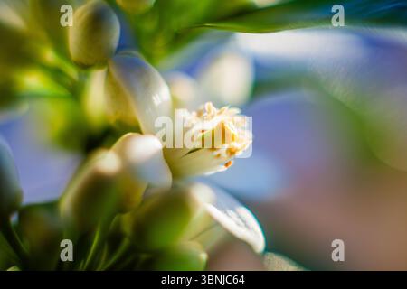 Un primo piano di un delicato fiore bianco con un centro giallo vibrante, circondato da lussureggianti foglie verdi e morbido bokeh Foto Stock