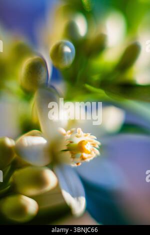 Un primo piano di un delicato fiore bianco con un centro giallo vibrante, circondato da lussureggianti foglie verdi e morbido bokeh Foto Stock