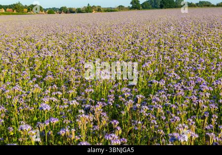 Lacy Phacelia, Phacelia Tanacetifolia, fioritura in campi arabili utilizzata come coltura di letame verde, Sutton, Suffolk, Inghilterra, Regno Unito Foto Stock