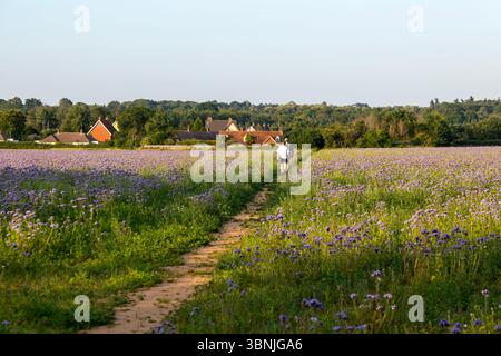 Persone che camminano attraverso il campo di Lacy Phacelia, Phacelia Tanacetifolia, fioritura nel campo arabile, Sutton, Suffolk, Inghilterra, Regno Unito Foto Stock