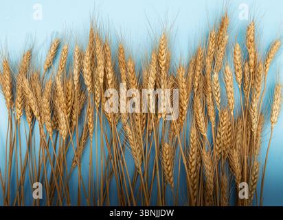 Un fascio di gambi di grano dorato visualizzato su uno sfondo azzurro pulito. Il frumento secco e maturo simboleggia il raccolto, l'agricoltura e la natura. Foto Stock