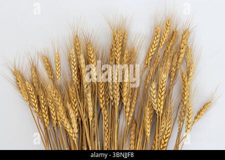 Un fascio di gambi di grano dorato visualizzato su uno sfondo bianco pulito. Il frumento secco e maturo simboleggia il raccolto, l'agricoltura e la natura. Foto Stock