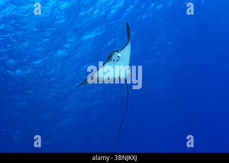 Una graziosa aquila maculata scivola senza sforzo attraverso le acque cristalline delle Maldive, mostrando i suoi motivi distintivi contro il dee Foto Stock