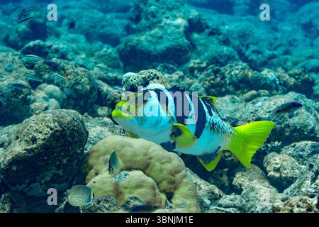 La vivace cernia corallina blu scivola attraverso le barriere coralline delle Maldive, mostrando le sue sorprendenti strisce bianche e nere e il giallo brillante Foto Stock