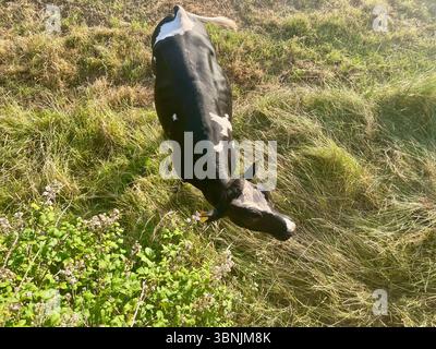 mucche in un campo rurale del somerset inghilterra regno unito Foto Stock