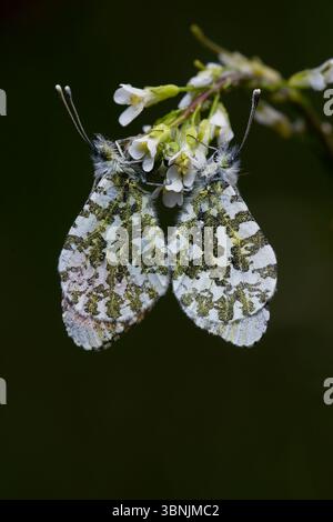 Un primo piano di macrofotografia di due farfalle con punta arancione delicatamente arroccate su fiori bianchi di primavera, catturando i motivi intricati delle loro farfalle Foto Stock
