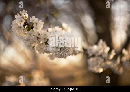 Un primo piano di fiori di mele in piena fioritura, catturando i delicati petali bianchi e la luce del sole dorata. Lo sfondo è leggermente sfocato, migliorando la S. Foto Stock
