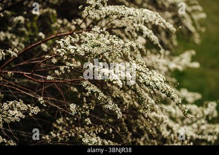 Primo piano di un cespuglio di Spiraea, conosciuto come spirea di Thunberg, che mostra i suoi delicati fiori bianchi in piena fioritura, adagiati su un lussureggiante sfondo verde. Perfe Foto Stock