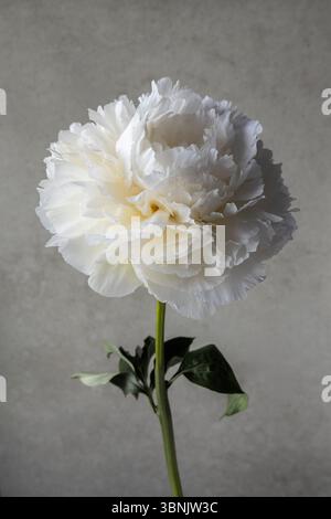 Uno splendido primo piano di una peonia bianca in piena fioritura, che mostra i petali morbidi e l'elegante semplicità della bellezza della natura. Ideale per applicazioni floreali e botaniche Foto Stock