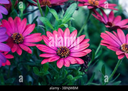 Vista ravvicinata dei vivaci fiori di primavera rosa in piena fioritura, che mostrano i loro delicati petali e contrastano con il ricco fogliame verde, catturando le es Foto Stock
