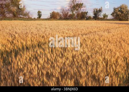 Campo di grano dorato con tracce di trattori e alberi sullo sfondo al tramonto. Concetto di raccolto, agricoltura e agricoltura. Foto Stock