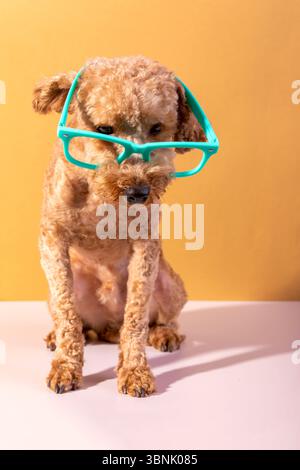Adorabile cane dai capelli ricci che indossa occhiali grandi color tè su uno sfondo giallo brillante. L'espressione giocosa del canino aggiunge fascino e umorismo Foto Stock