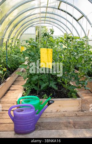 Pannello giallo adesivo per colla per insetti volanti appeso all'interno della serra. Piante di pomodoro che crescono in estate. Concetto di controllo fitosanitario agricolo. Foto Stock