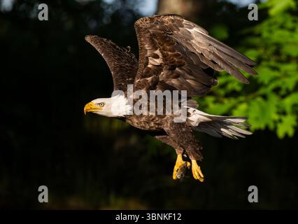 Aquila calva (Haliaeetus leucocephalus) con preda, una sfortunata Alewife (Alosa pseudoharengus). Somes Sound vicino all'Acadia National Park, Maine, Stati Uniti. Orecchio Foto Stock