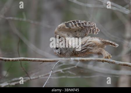 Gufo barrato (Strix varia). Novembre nel Parco Nazionale dell'Acadia, Maine, Stati Uniti. Foto Stock