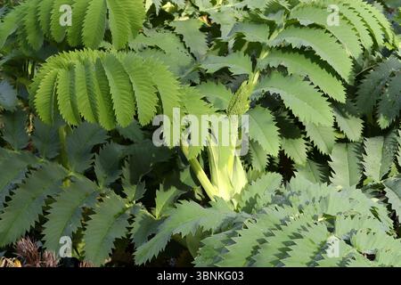 Giant Honey Flower o Honey Flower, Melianthus Major, Melianthaceae. Cape Occidentale, Sudafrica. Alias Kruidjie-roer-My-nie. Foto Stock