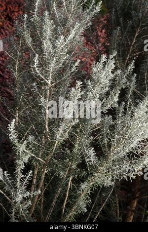 Sea Rosemary o Rosemary Everlasting, Ozothamnus rosmarinifolius "Silver Jubilee", Asteraceae. Australia sudorientale. E' un arbusto sempre dritto. Foto Stock