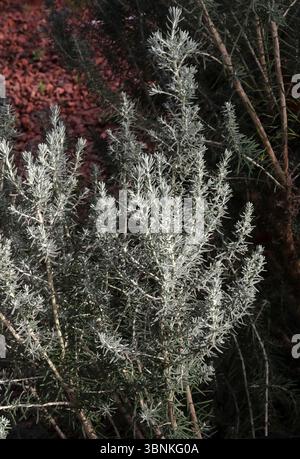 Sea Rosemary o Rosemary Everlasting, Ozothamnus rosmarinifolius "Silver Jubilee", Asteraceae. Australia sudorientale. E' un arbusto sempre dritto. Foto Stock