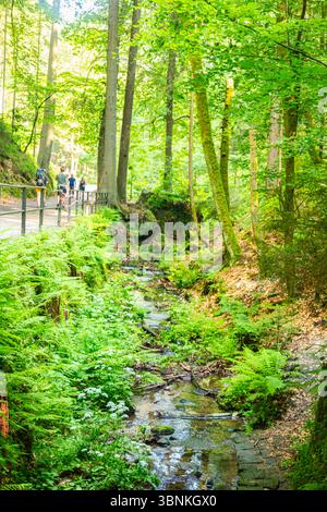Sentiero panoramico nella foresta che conduce al famoso ponte Bastei nella Svizzera sassone, in Germania. Circondato da vegetazione lussureggiante, scogliere di arenaria e una piccola diga, Foto Stock