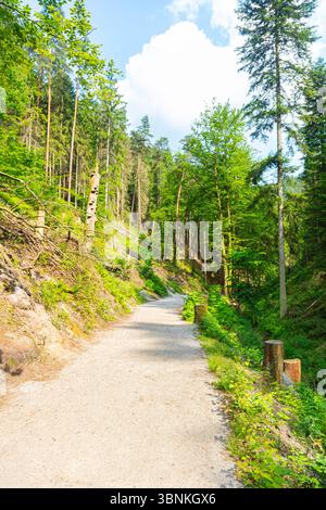 Sentiero panoramico nella foresta che conduce al famoso ponte Bastei nella Svizzera sassone, in Germania. Circondato da vegetazione lussureggiante, scogliere di arenaria e una piccola diga, Foto Stock