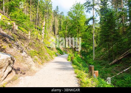 Sentiero panoramico nella foresta che conduce al famoso ponte Bastei nella Svizzera sassone, in Germania. Circondato da vegetazione lussureggiante, scogliere di arenaria e una piccola diga, Foto Stock