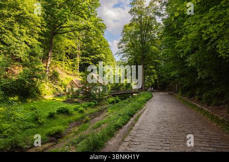 Sentiero panoramico nella foresta che conduce al famoso ponte Bastei nella Svizzera sassone, in Germania. Circondato da vegetazione lussureggiante, scogliere di arenaria e una piccola diga, Foto Stock