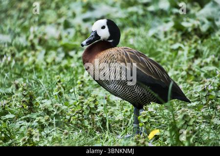 Duck with White Face and Dark Neck si erge su Flowering Meadow, un armonioso motivo naturalistico con colori contrastanti e pacifica estetica della natura. Foto Stock