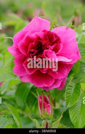 Rosa rugosa. Rosa intenso grandi fiori di Rosa rugosa Hansa fiori, una rosa arbustiva profumata con doppi fiori che producono fianchi nel tardo autunno estivo. REGNO UNITO Foto Stock