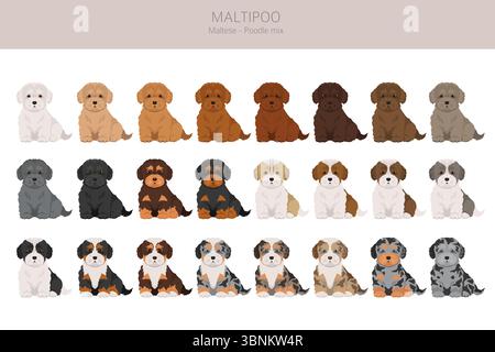 Maltipoo clipart. Mix di barboncino maltese. Set di colori diversi per il rivestimento. Illustrazione vettoriale Illustrazione Vettoriale