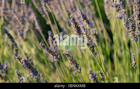 Macina di nettare di miele sulla lavanda in fiore con sfondo sfumato verde Foto Stock