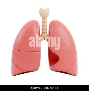 Polmoni con rendering 3D minimalista in un rendering morbido e uniforme Foto Stock