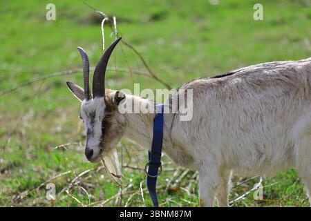 Una capra grigia adulta con corna guarda la telecamera. Foto Stock