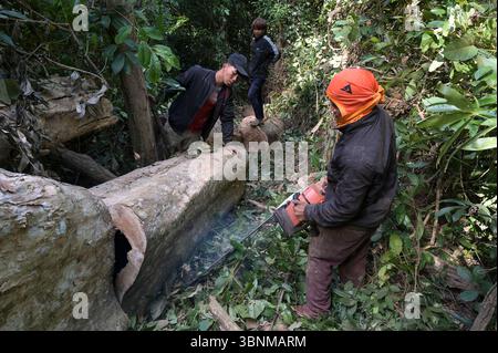 LAO PDR, provincia di Salawan, deforestazione, taglio di alberi con motosega tedesca STIHL con doppia lama cinese Sitnl / LAOS, Provinz Salavan, Entwaldung, fällen von Bäumen Foto Stock