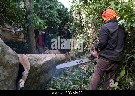 LAO PDR, provincia di Salawan, deforestazione, taglio di alberi con motosega tedesca STIHL con doppia lama cinese Sitnl / LAOS, Provinz Salavan, Entwaldung, fällen von Bäumen Foto Stock
