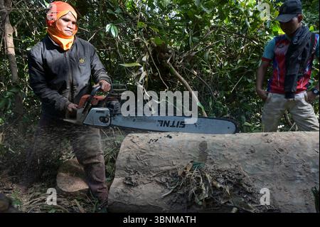 LAO PDR, provincia di Salawan, deforestazione, taglio di alberi con motosega tedesca STIHL con doppia lama cinese Sitnl / LAOS, Provinz Salavan, Entwaldung, fällen von Bäumen Foto Stock