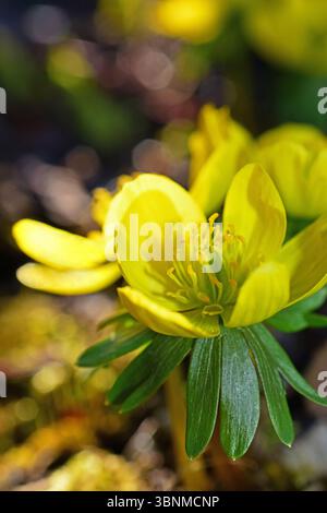 Aconite invernale, Eranthis hyemalis, un piccolo precursore di primavera nel letto dei fiori, macro Foto Stock
